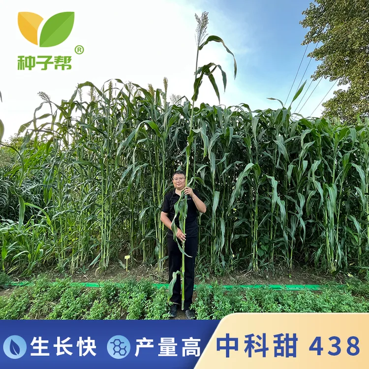 牧草甜高粱中科甜438巨型高粱种子多次收割生长营养丰富养殖牛羊