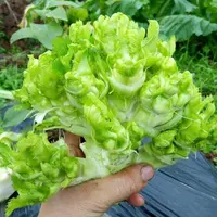 （全场满5元包邮）脆嫩种植儿菜种子茼蒿菜四川特产四季播蔬菜生菜