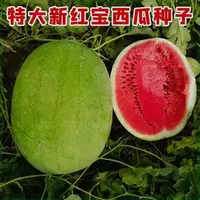 (全场满5元包邮)新红宝西瓜种籽绿皮水果种子孑蔬菜种子网红新鲜