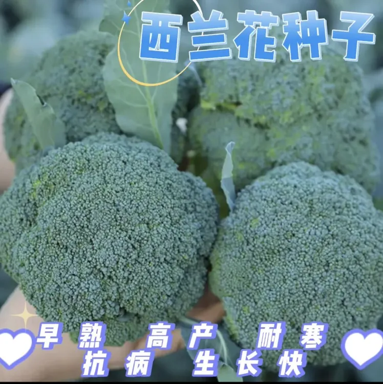 （全场满5元包邮）西兰花种籽西兰花种子苗曼陀绿青花籽子蔬菜种子