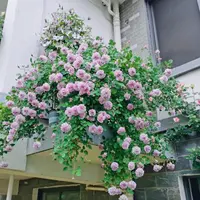 屋檐蓝色阴雨月季盆栽花苗阳台庭院垂钓藤本月季多季节开花