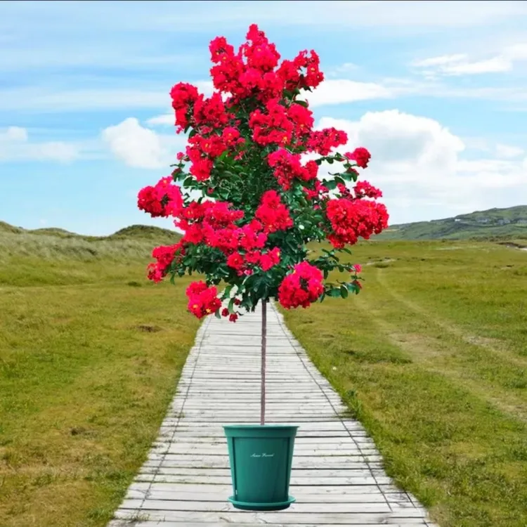 紫薇花庭院种植绿植老桩美丽景观园林绿化鲜艳土壤自然生长梅花