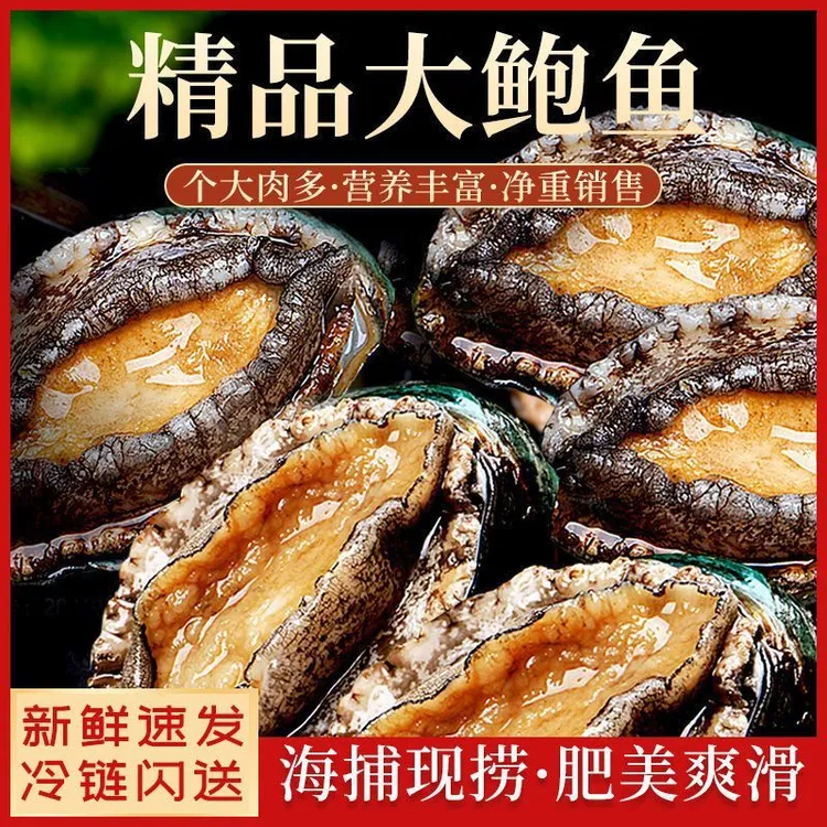 5-6头鲍鱼7-8CM20只特大鲍鲜活冷冻超大鲍鱼鲍汁鲍鱼佛跳墙批发
