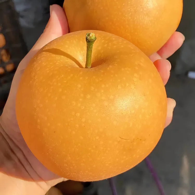 正宗秋月梨苗南北方种植盆栽地栽