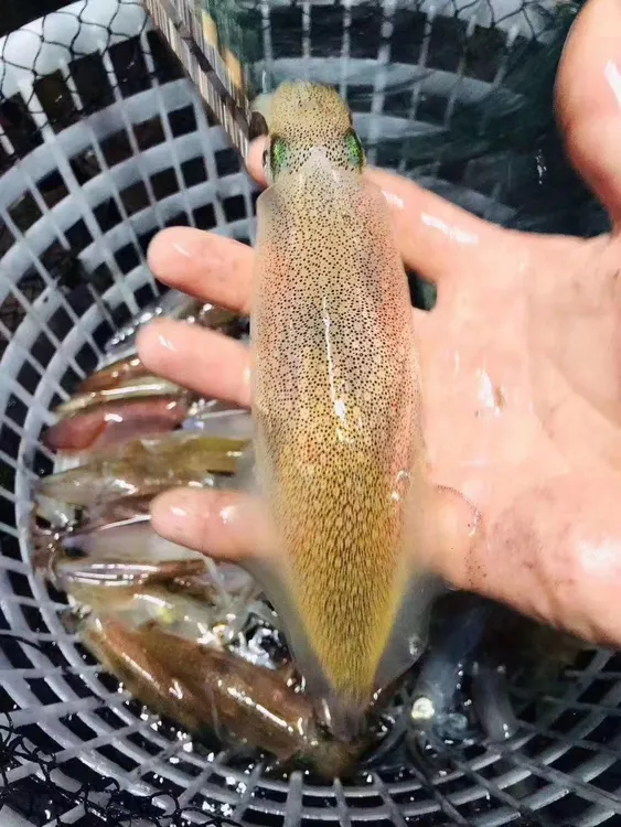 东山岛小管（小鱿鱼）