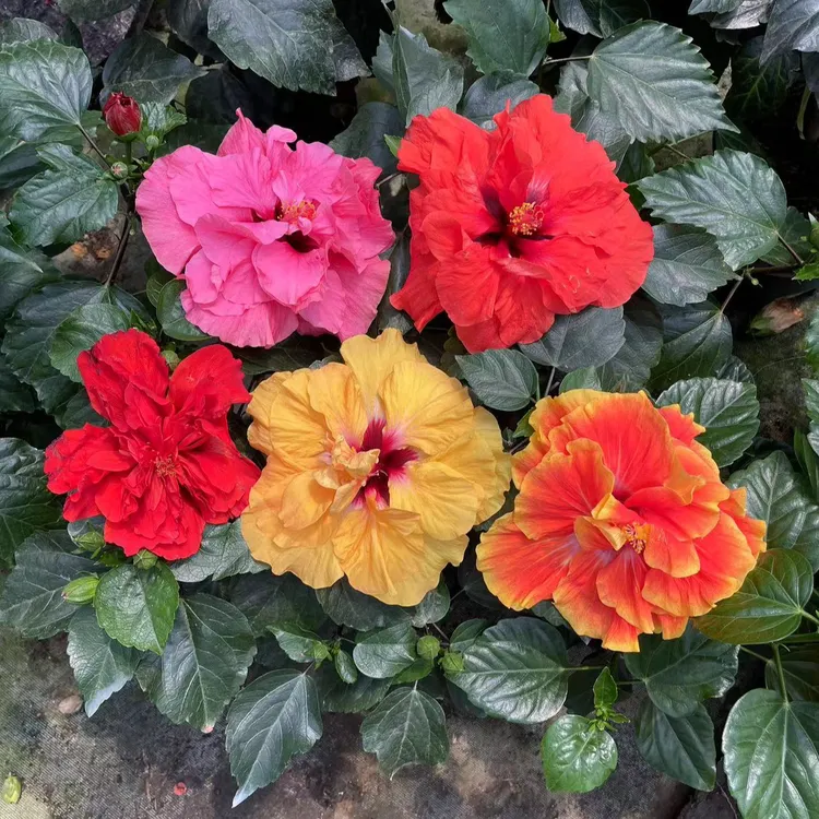 朱槿（扶桑）嫁接丹麦木槿小盆