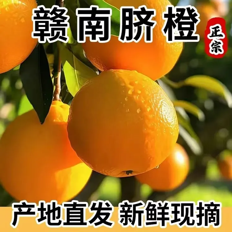正宗赣南脐橙江西信丰产地直发应季甜橙新鲜水果现摘现发孕妇水果