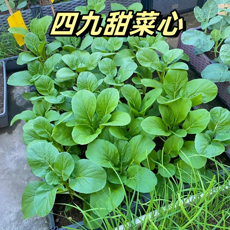 （拍2发3）菜心种籽广东四九菜心种子甜增城迟菜芯菜苔蔬菜籽种植