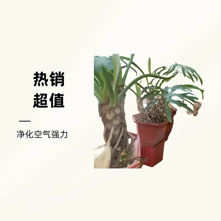 龙鳞春羽客厅绿植小天使绿植，龙鳞小天使老桩双头三头，一物一拍