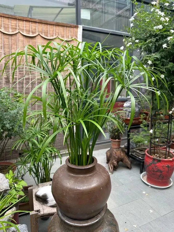 水竹水生植物龟水竹盆栽绿植水棕竹鱼缸专业种植质量水竹四季常青