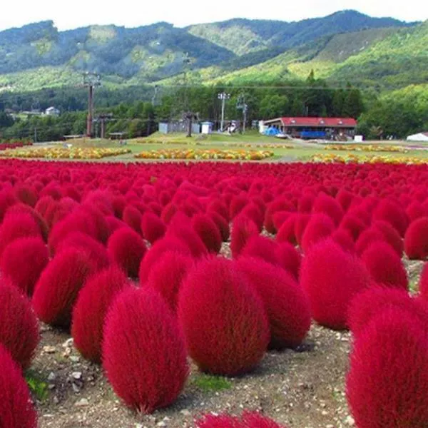 地肤种子红绿地肤草子球形花海庭院室外易活扫帚苗孔雀松种籽