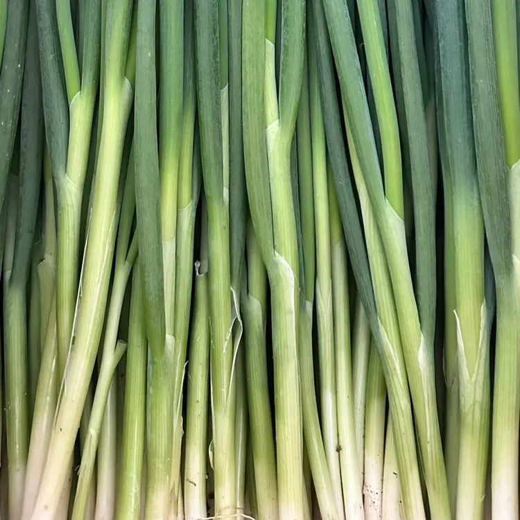 东北小葱1.5斤顺丰空运包邮.吉林省松原市发货