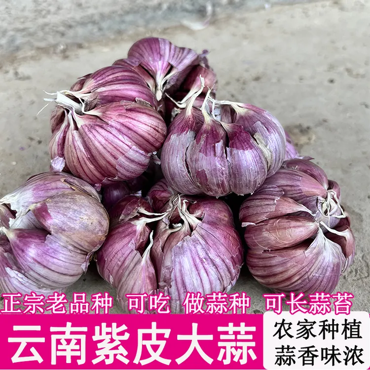 云南正宗紫皮大蒜种子紫皮干蒜新鲜蒜土蒜香蒜农家蒜香辣蒜籽蒜苗