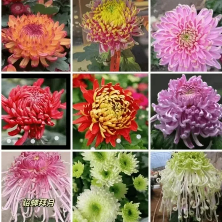 【大菊花苗】四季循环开花九月菊菊花苗土球发货盆栽