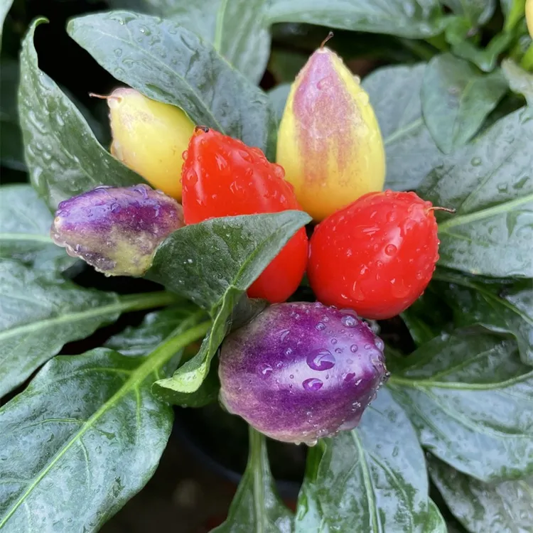 七彩辣椒种籽盆栽可食用观赏椒盆景简单种子孑超辣四季播种