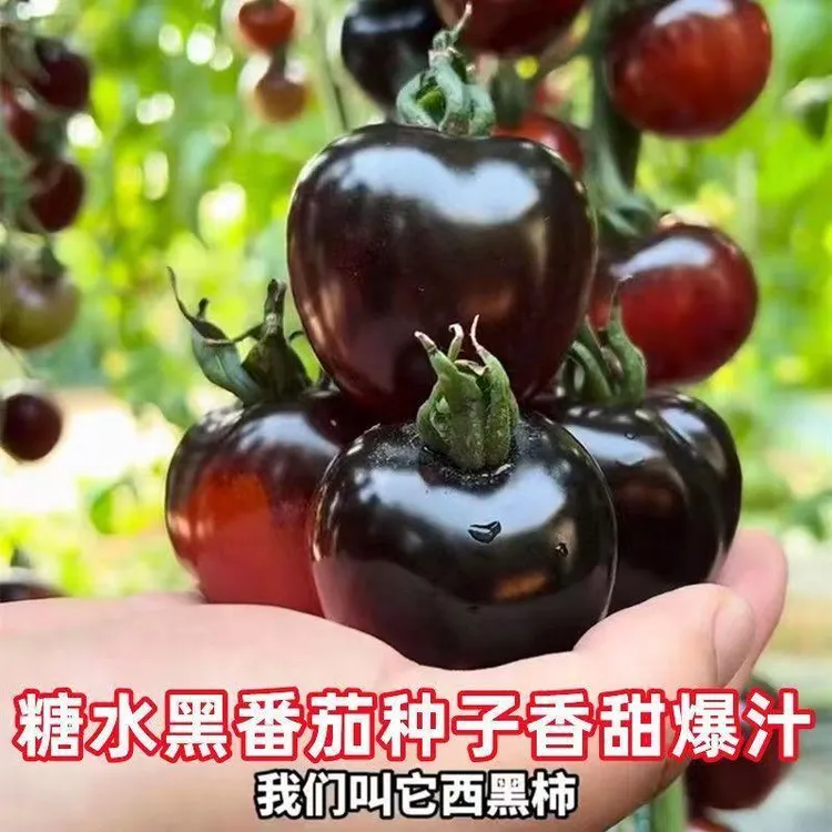 【番茄家庭园艺适用】黑番茄南方四季种北方两季种子多汁蔬菜种子