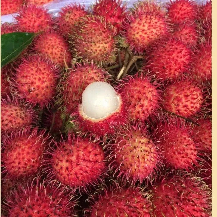 冷链发货现货红毛丹现摘现发新鲜水果毛荔枝孕妇当季水果年货