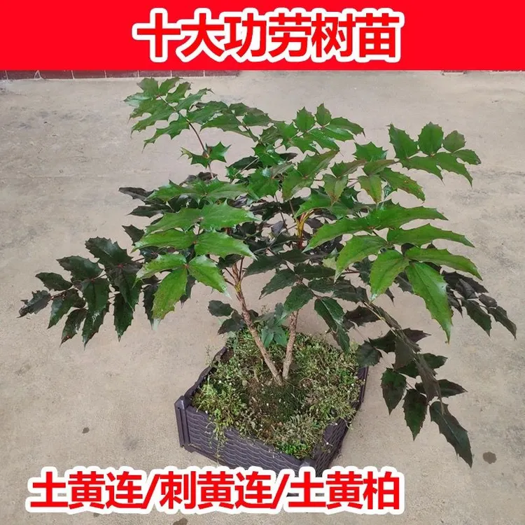 十大功劳树苗绿植盆景土黄连土黄柏功劳木刺黄莲盆栽包邮发货