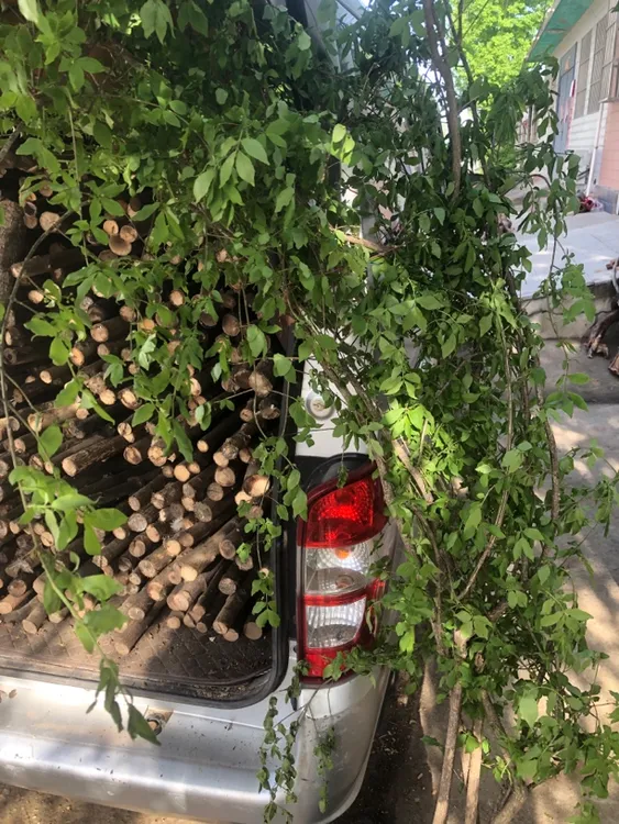 车载棍 登山杖 六道木 鞭杆 根艺