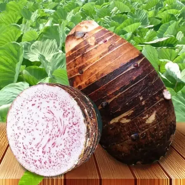 广西荔浦芋头新鲜现发粉糯营养皮薄饱满皇室贡品大果现货