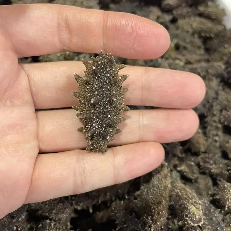 【年货节】侯大叔大连底播纯淡干海参滋补养生海参批发500g