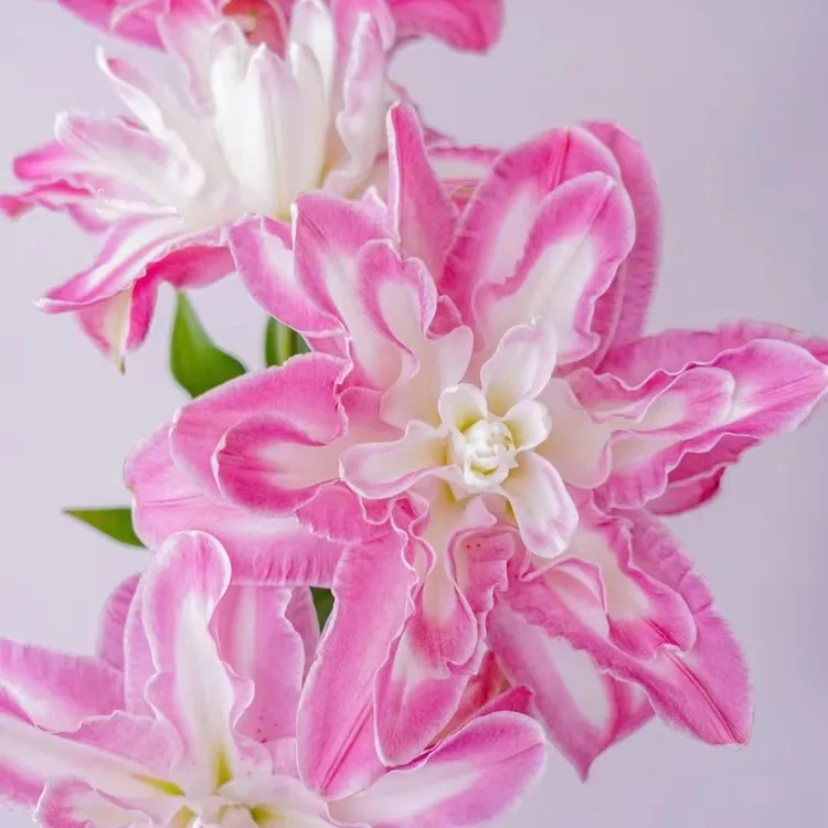 A级 莲花仙子重瓣香水百合（0度以下需拍保温 冻坏不售后）