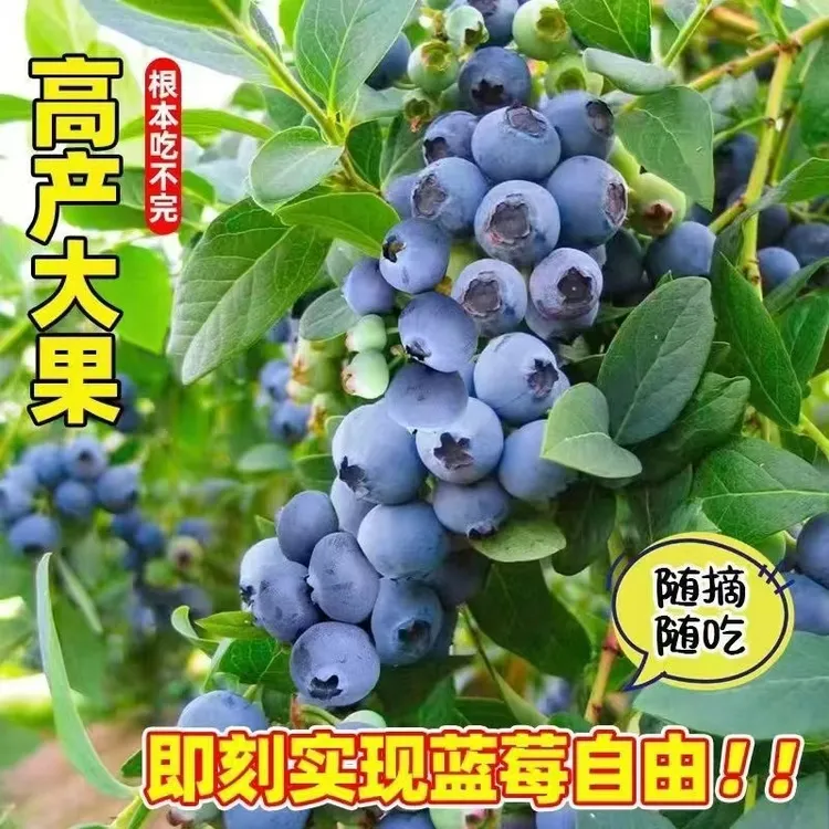 曼花卿【带花马上结果】蓝莓树果苗耐寒带土南北方种植阳台盆栽好养