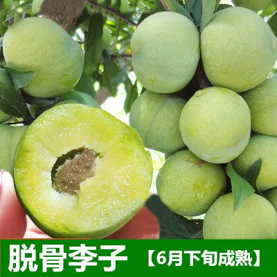 李子苗嫁接蜂糖三华脆骨李子树苗特大庭院果树南北方种植当年结果