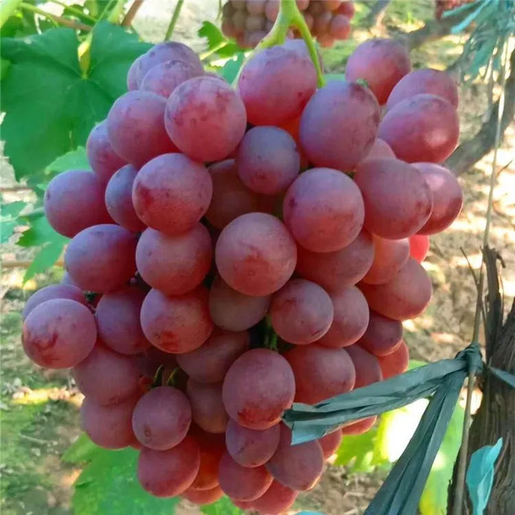 果树苗批 发葡萄苗 美国红提葡萄苗 红提子葡萄树苗 红地球 晚红 