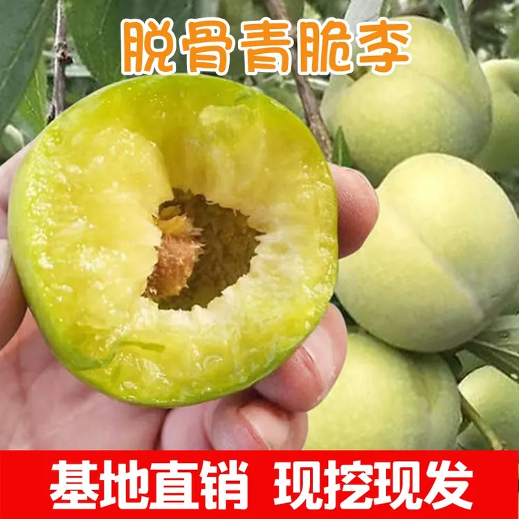晚熟青脆李树苗李子树苗脆李苗青脆李子嫁接苗脱骨李子苗