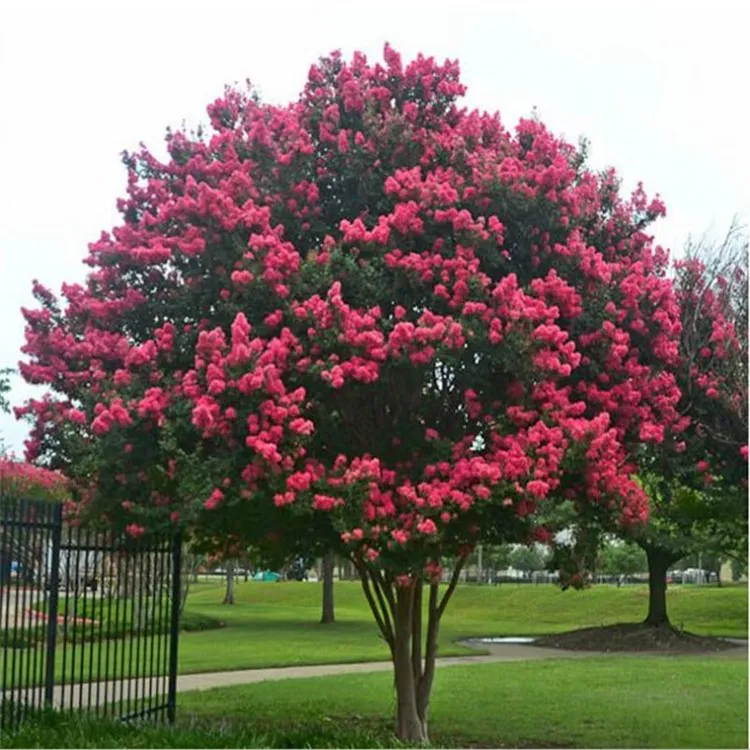 紫薇花树苗红火箭紫薇树苗占地拆迁百日红红花紫薇庭院工程绿化苗