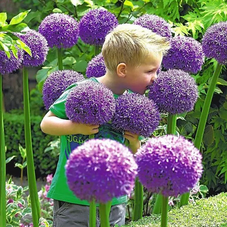 花自开大花葱种球多年生耐寒球根花卉粉色紫色花期长好养护浇水少