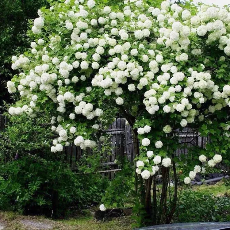 花自开欧洲木绣球玫瑰 中华木绣球 花园庭院室外绣球爆花观赏花卉