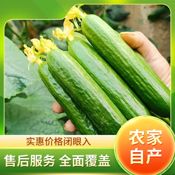 【精品装】新鲜水果小黄瓜每日现摘产地直发清脆爽口水润多汁鲜嫩