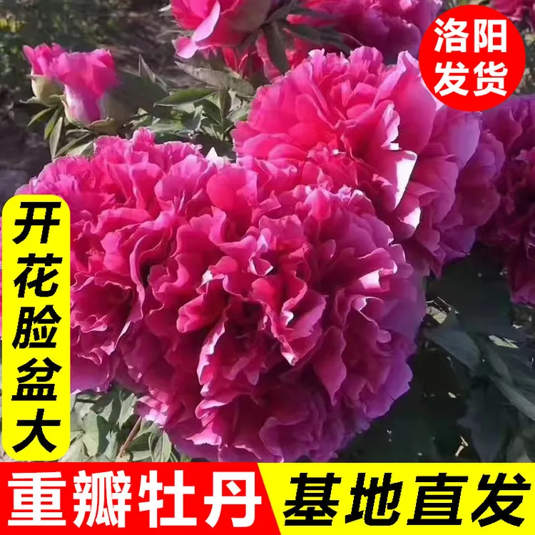 洛阳观赏牡丹花苗多层重瓣大花多样花色耐寒室内外花卉