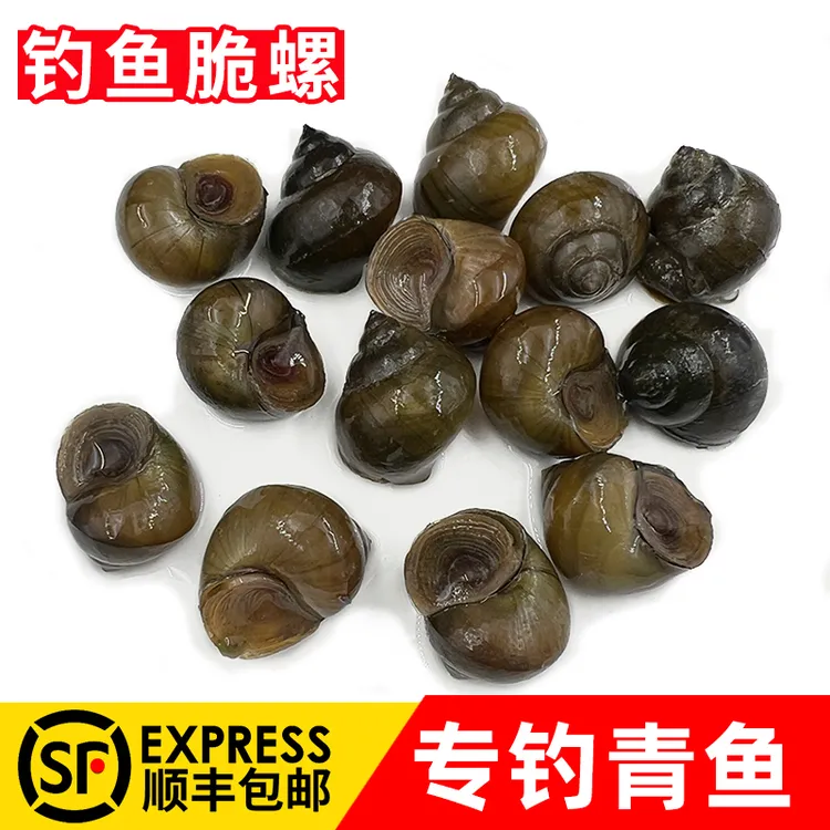 【鲜活】钓青鱼脆螺新鲜挂钩铒料螺蛳薄壳钓鱼螺打窝石螺螺丝田螺