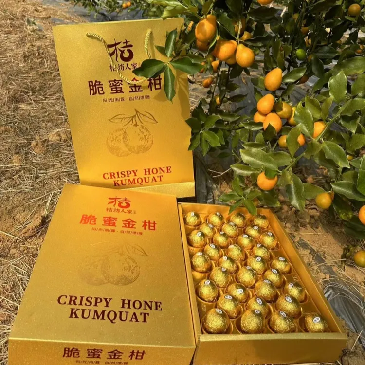 融安脆蜜金柑巧克力礼盒装 广西脆蜜金桔纯甜 水果礼盒