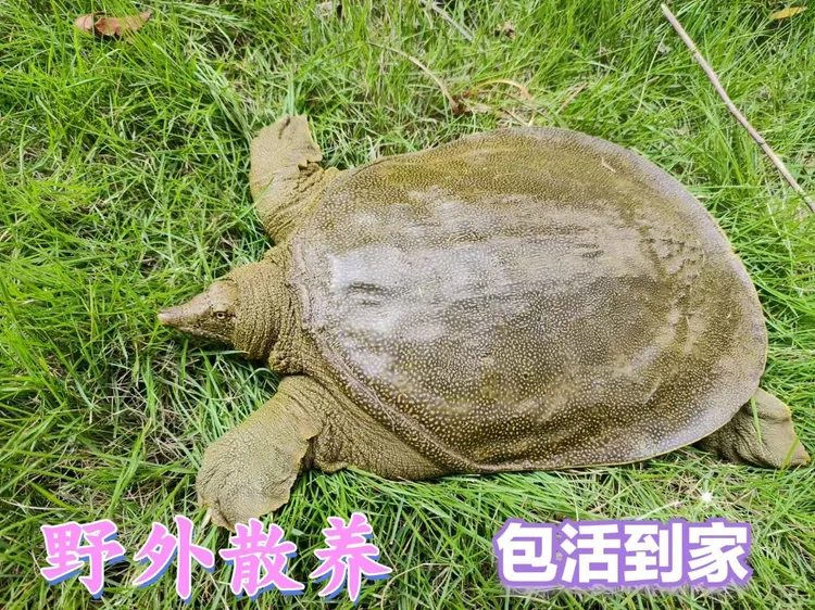 【直播间改价专用】顺丰包活一物一拍外塘甲鱼