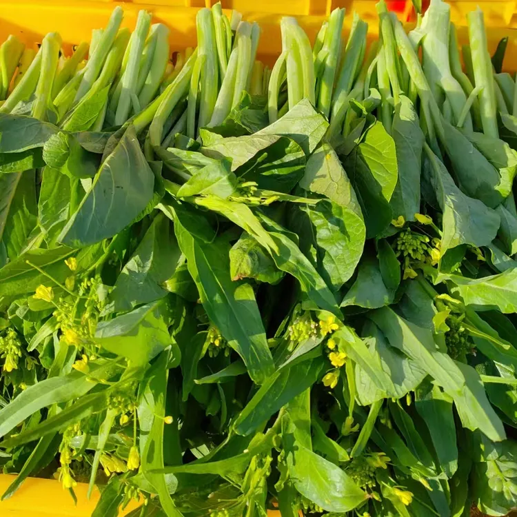广东连州特产菜心3kg起新鲜现摘迟菜心当季蔬菜清甜爽脆