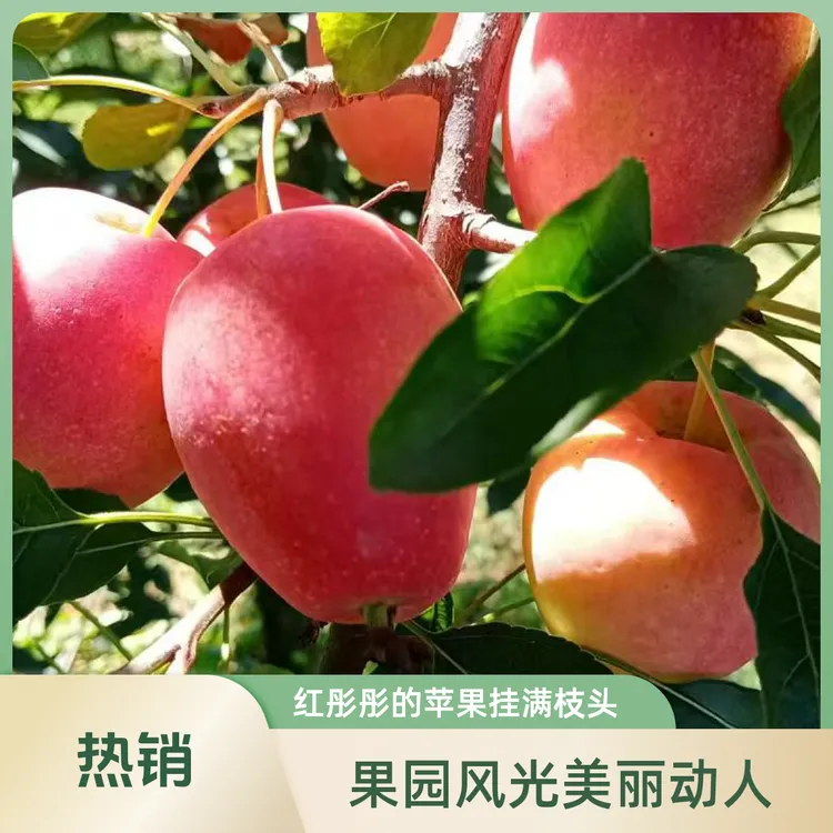 辽宁特产鸡心果不打药不催熟自然熟脆甜多汁一次忘不掉产地直发