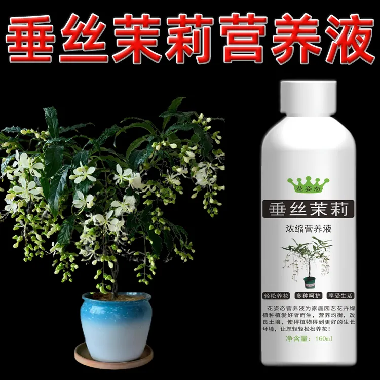 垂丝茉莉专用营养液叶子垂头催花专用肥叶子发黄肥料叶尖干黄促花商品图