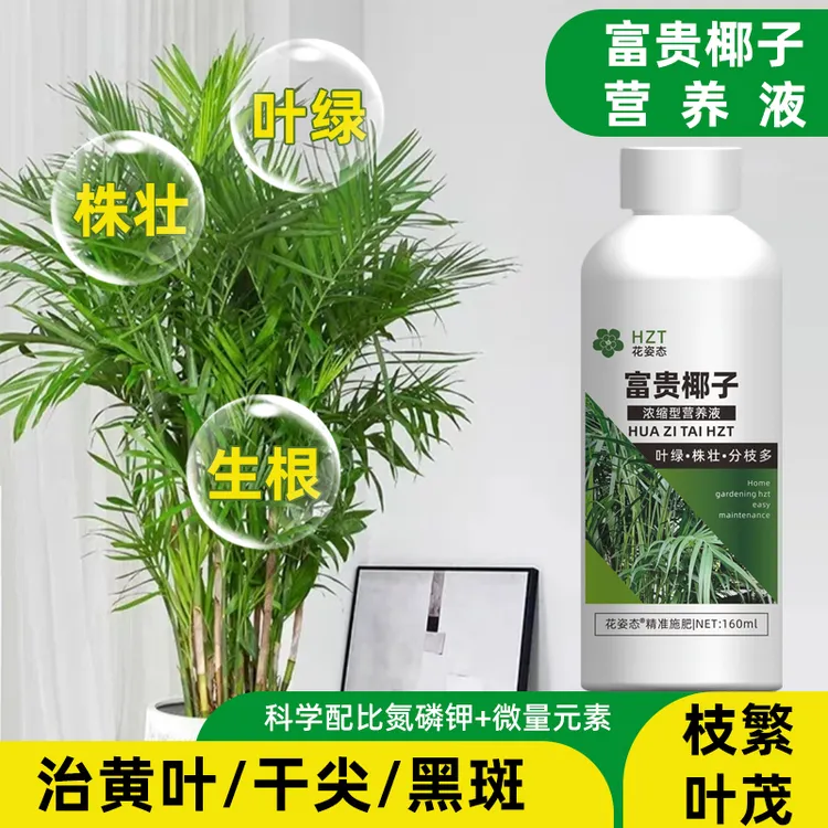 富贵椰子营养液叶子黑尖发黄干枯肥料富贵椰子树专用肥黄叶干尖焦