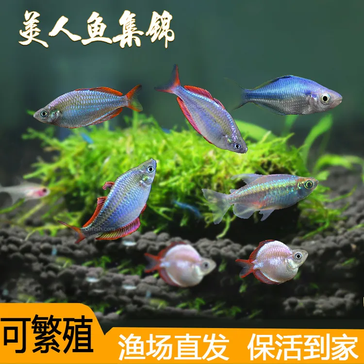 配对可繁殖电光美人鱼石美人刚果美人蓝美人电光球热带鱼观赏鱼