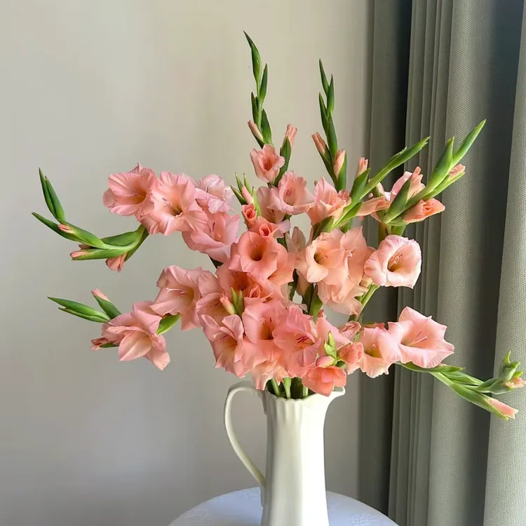 【杨鹏鲜花】粉色剑兰  云南鲜花包邮