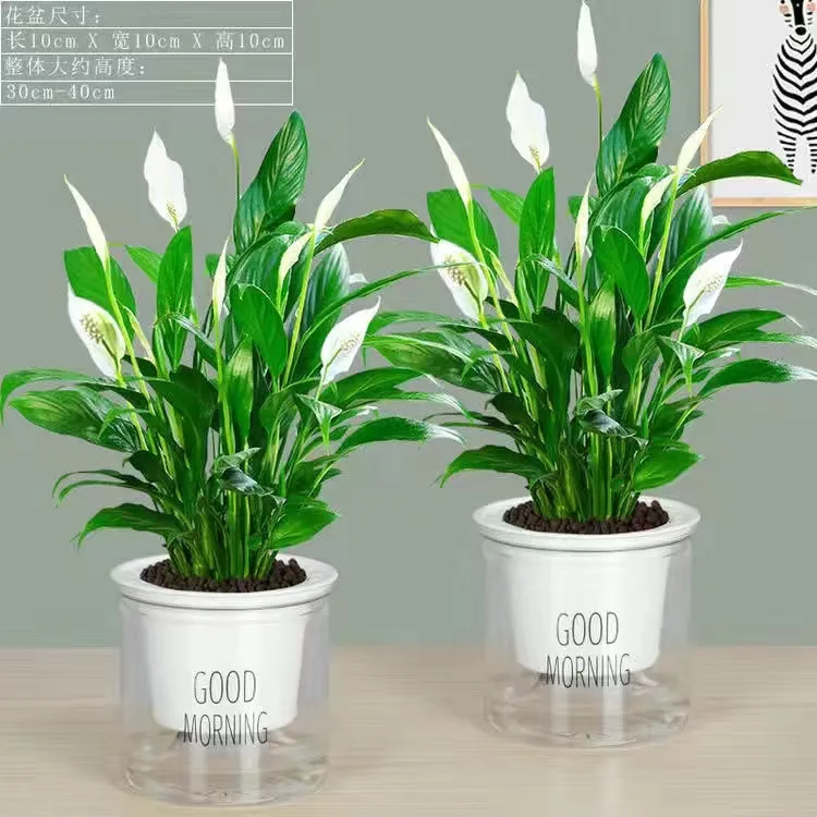 【粉丝福利】水培植物白掌盆栽一帆风顺盆栽室内客厅办公室室内植物