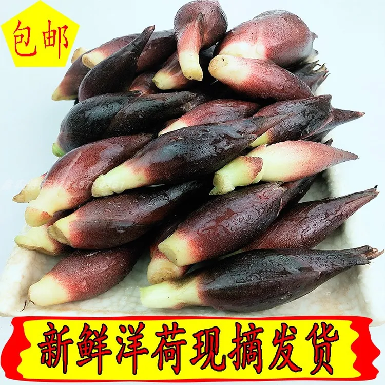 汉中龙头山高山野生阳荷姜脆嫩爽口3/5斤包邮新鲜深山