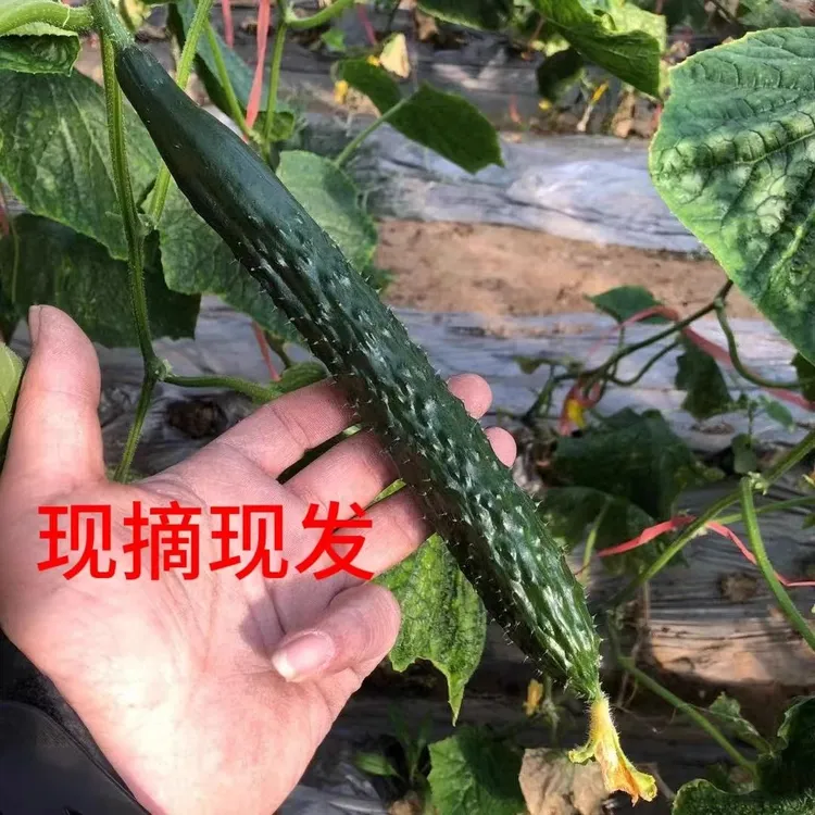 新鲜现摘黄瓜可口美味黄瓜扭可生吃的农家蔬菜