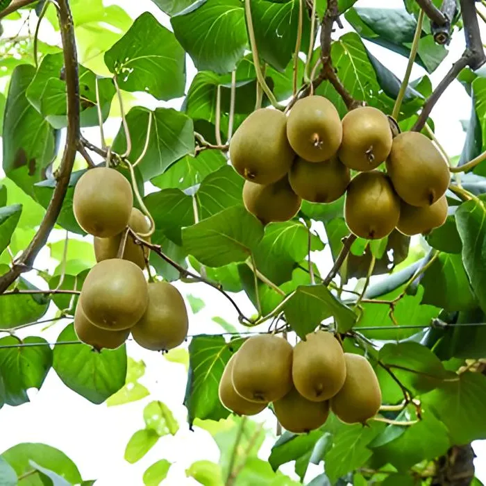 高山本土猕猴桃