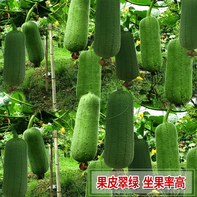 丝瓜种子短棒肉丝瓜种籽大全春季早熟高产耐热圆宝肉丝瓜蔬菜种孑