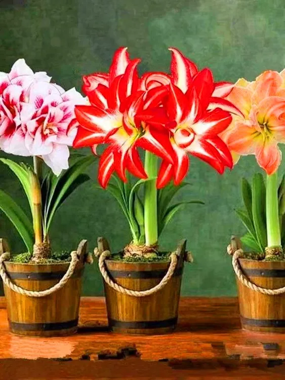 买二送一（5-6公分左右）朱顶红大花重瓣盆栽地栽都可以